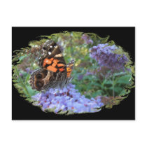 American Painted Lady ~ postcard