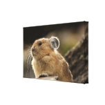 American Pika