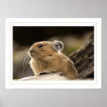 American Pika posters