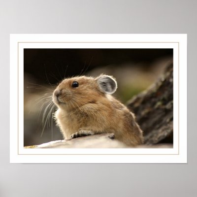 American Pika by EndangeredPlanet