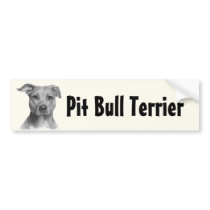 American Pit Bull Terrier