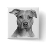 American Pit Bull Terrier