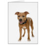 American Pit Bull Terrier Greeting Cards