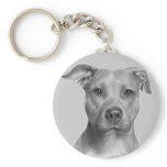 American Pit Bull Terrier