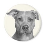 American Pit Bull Terrier