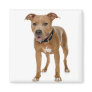 American Pit Bull Terrier Fridge Magnets