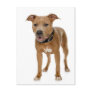 American Pit Bull Terrier Postcard