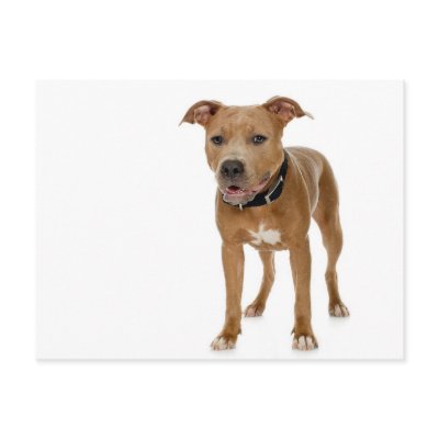American Pit Bull Terrier Post Card by alternateworlds