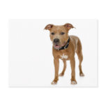American Pit Bull Terrier postcards