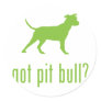 American Pit Bull Terrier