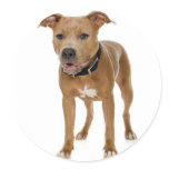American Pit Bull Terrier Sticker