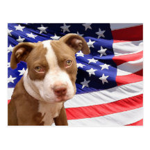 American Pitbull puppy Postcard