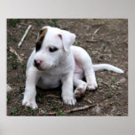 American PItbull Terrier Puppy Dog posters