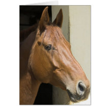 American Quarter Horse Greeting Card