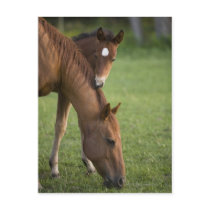 American Quarter horse mare and colt in field at Post Card