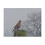 American Robin  fencepost Postcard
