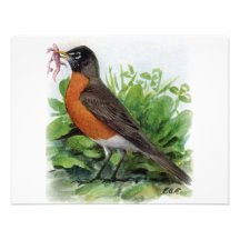 American Robin Invites