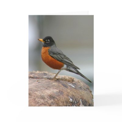 American Robin Notecard by Classic_Cat