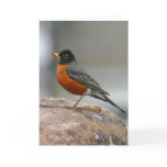 American Robin Notecard