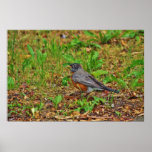 American Robin on the Grass Posters