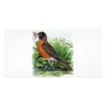 American Robin Photo Greeting Card