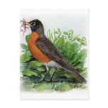 American Robin Postcard