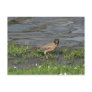 American Robin Postcard