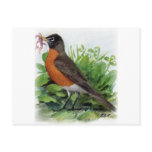 American Robin Post Cards