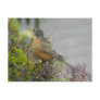 American Robin Postcard