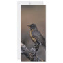 American Robin Rack Card Template