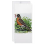 American Robin Rack Card