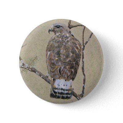 American Rough-legged Buzzard Pinback Button by fhooper