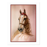 American Saddlebred Horse Post Cards