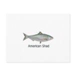 American Shad (titled) Postcard