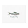 American Shad (titled) Postcard