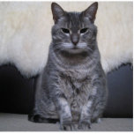 American shorthair Blue magnet photo sculptures