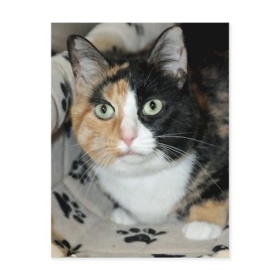American Shorthair Calico Shelter Cat Postcards by FCACshelter