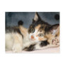 American Shorthair Calico Shelter Kitten Postcards