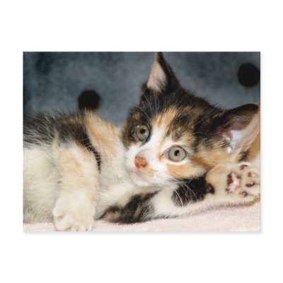 American Shorthair Calico Shelter Kitten Postcards by FCACshelter