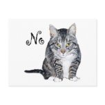 American Shorthair Cat - No Post Cards