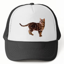 American Shorthair Trucker Hat
