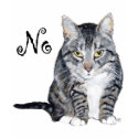 American Shorthair -  No t-shirts