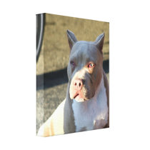 American Staffordshire Terrier Gallery Wrapped Canvas
