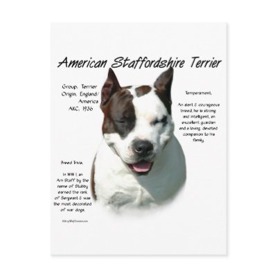 American Staffordshire Terrier History Design by GreyWolfCreation