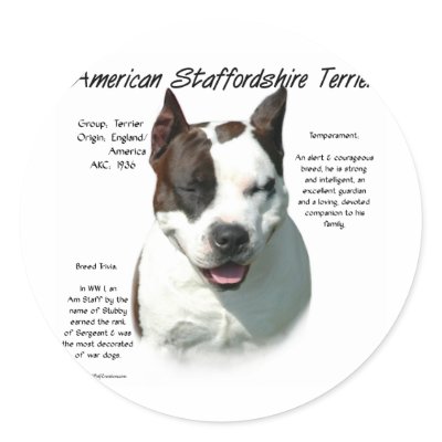 American Staffordshire Terrier History Design by GreyWolfCreation