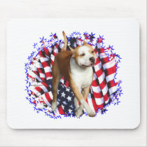 American Staffordshire Terrier Patriot