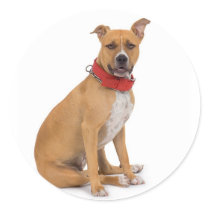 American Staffordshire Terrier Sticker