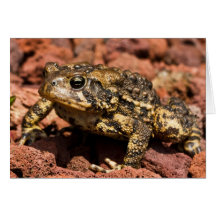 American Toad Greeting Card