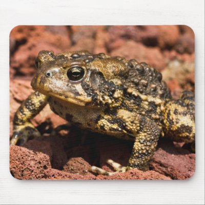 American Toad Mousepad by mandj98