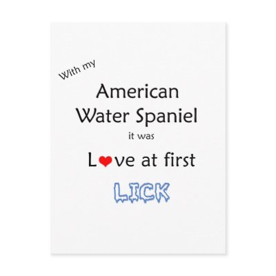 American Water Spaniel Lick Design Postcards by GreyWolfCreation